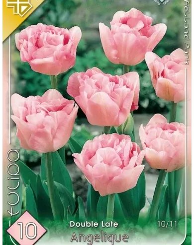 Angelique tulipán hagyma (7 db/csomag)