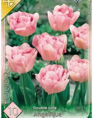 Angelique tulipán hagyma (7 db/csomag)