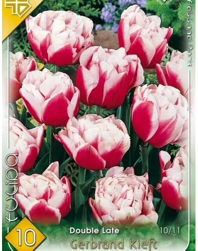 Gerbrand Kieft tulipán hagyma (8 db/csomag) Gerbrand Kieft tulipán hagyma (8 db/csomag)
