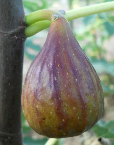 San Pietro Mirko fügebokor konténerben (cserépben)