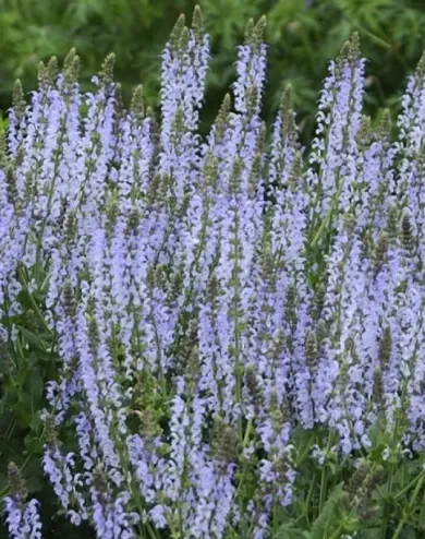 Ice Blue ligeti zsálya konténerben (cserépben) - kék