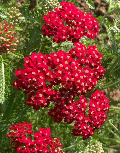 Paprika - Közönséges cickafark, sötétpiros