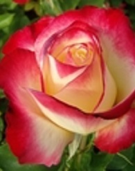 Double Delight magastörzsű rózsa konténerben (cserépben) - fehér, piros sziromszéllel