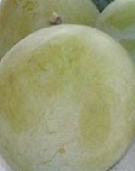 Zöld ringló szilvafa konténerben (cserépben)