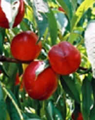 Mária Aurélia nektarinfa konténerben (cserépben)