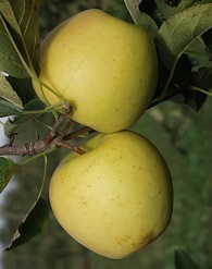 Golden almafa konténerben (cserépben)
