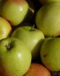 Húsvéti rozmaring almafa konténerben (cserépben)