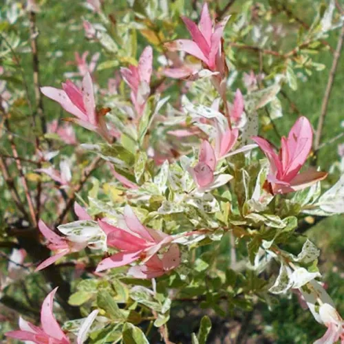 Hakuro Nishiki tarka levelű japán fűz konténerben (cserépben)