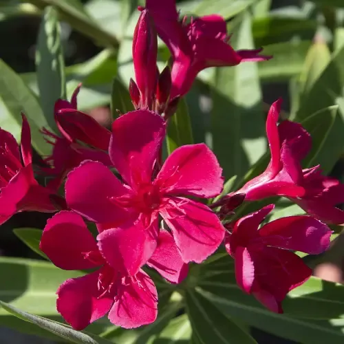 Leander 'Császár' - szimpla virágú magenta színű