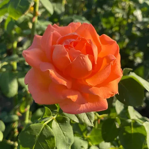 Rozália futó, kúszó rózsa narancssárga