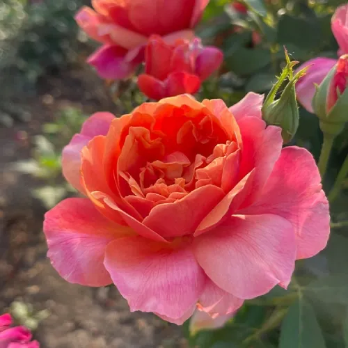 Indira floribunda rózsa narancsos rózsaszín szirom