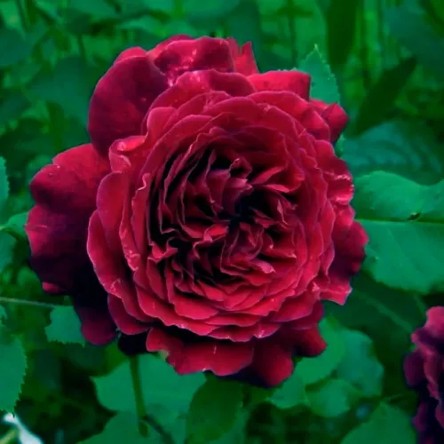 Pesti Srácok emléke - floribunda rózsa sötét vérpiros
