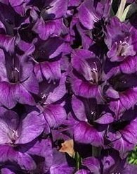 Purple Flora kardvirág hagyma