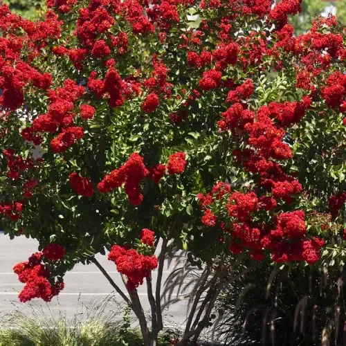 Óriás piros virágú kínai selyemmirtusz - Lagerstroemia indica 'Dynamite'