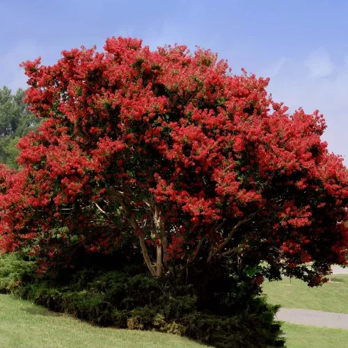 Kínai selyemmirtusz - Lagerstroemia indica 'Red Rocket' élénkpiros virágú