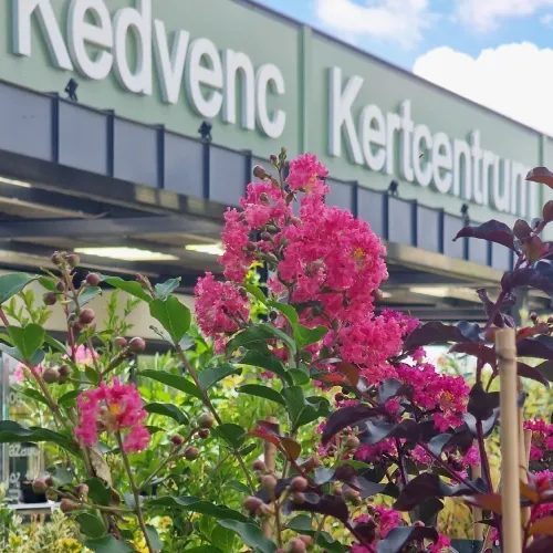 Kínai selyemmirtusz - Lagerstroemia indica 'Tuscarora' élénk rózsaszín virágú