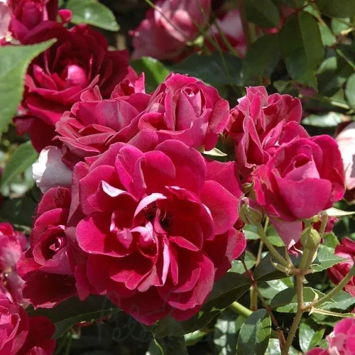 Rosa ’Red Iceberg’ - teahibrid rózsa mélylila-bordó