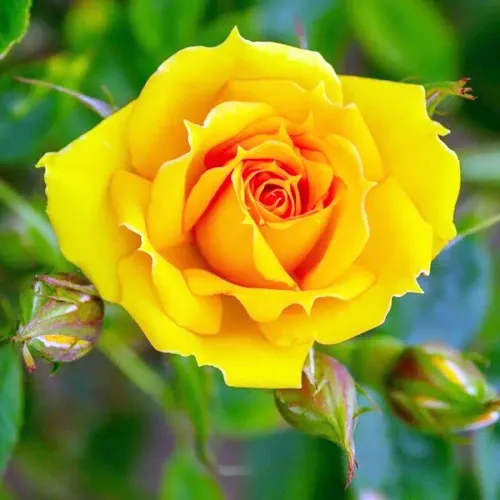 Rosa ‘Kerio’ - teahibrid rózsa citromsárga