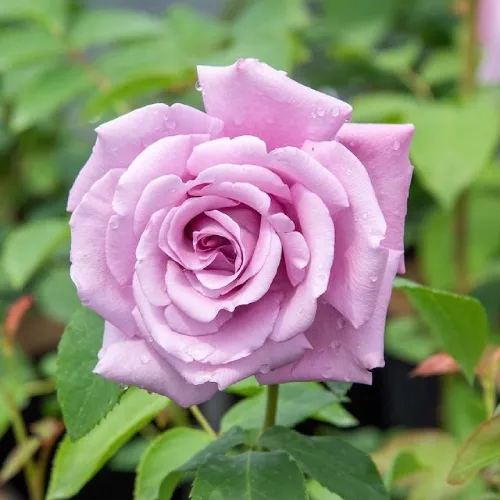 Rosa 'Charles de Gaulle' - Teahibrid rózsa, lila (Meilland)