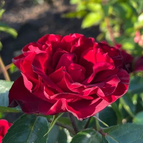 Rosa 'Inge Klager' - Floribunda rózsa sötét meggypiros