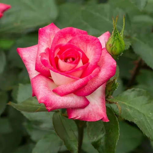 Rosa 'Óbuda' - Floribunda rózsa bíborpiros szélű rózsaszín