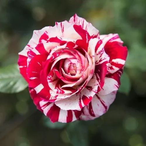 Rosa 'Julio Iglesias' - Teahibrid rózsa vörös - fehér (Meilland)