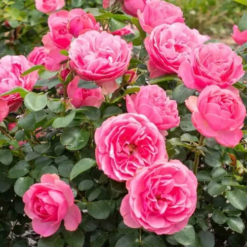Rosa 'Leonardo da Vinci' - Teahibrid rózsa, rózsaszín