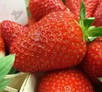 Fragaria 'Anabelle' - folytontermő szamóca K 0,8L  (1db)