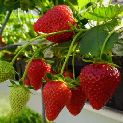 Fragaria 'Cabrillo' - folytontermő szamóca K 0,8L  (1db)