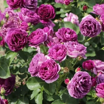 Lila- magastörzsű rózsa, lila, konténerben (cserépben)