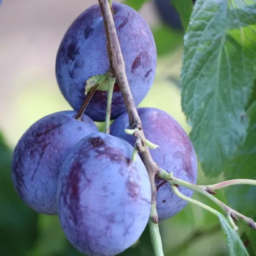 Tiszai Zamatos (Duránci) szilvafa szabadgyökerű Tiszai Zamatos (Duránci) szilvafa szabadgyökerű