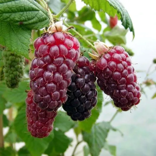 Tayberry fekete szedermálna bokor konténerben (cserépben)