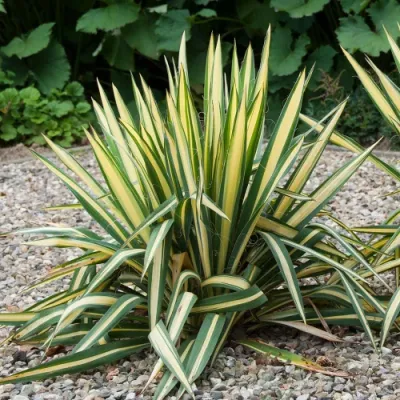 Yucca flaccida 'Golden Sword' - Aranytarka pálmaliliom