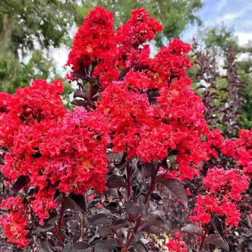 Kínai selyemmírtusz ‘Black Diamond Red Hot’ - sötét lombú tűzpiros virágú