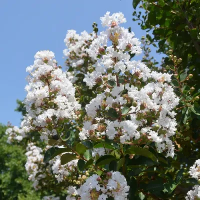 Kínai selyemmírtusz ‘Nivea’ - fehér virágú