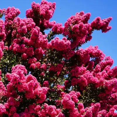 Kínai selyemmírtusz 'Tonto' - bíborpiros virágú