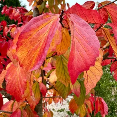 Perzsa varázsfa - Parrotia persica ‘Bella’ Perzsa varázsfa - Parrotia persica ‘Bella’