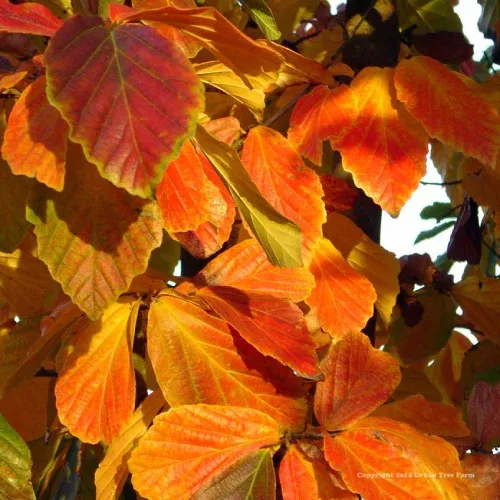 Oszlopos perzsa varázsfa - Parrotia persica ‘Vanessa’