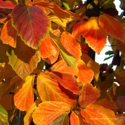 Oszlopos perzsa varázsfa - Parrotia persica ‘Vanessa’ Oszlopos perzsa varázsfa - Parrotia persica ‘Vanessa’