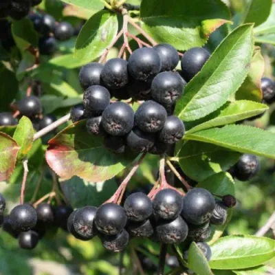 Fekete berkenye - Aronia mirschurinii 'Amit'