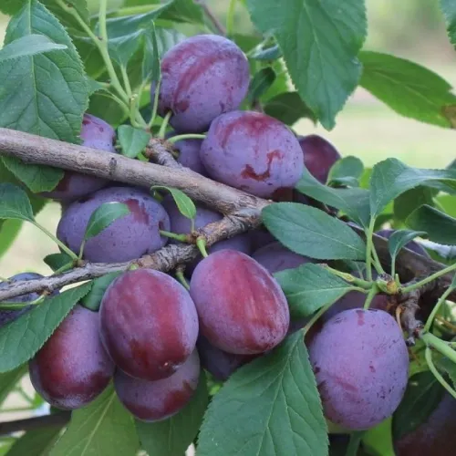 Juna szilvafa szabadgyökerű