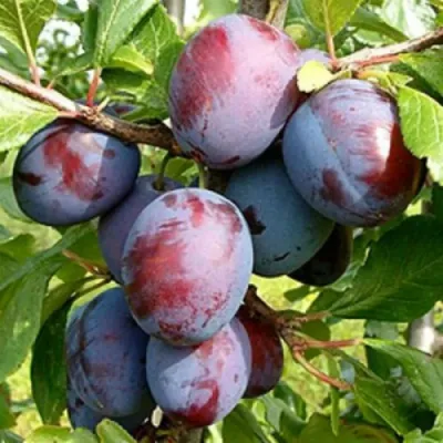 Angeleno japánszílva