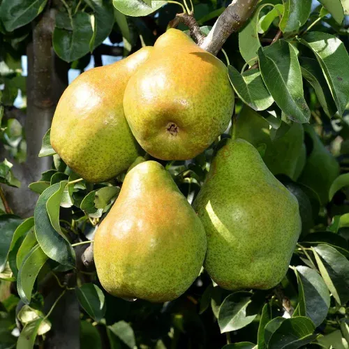 Novembra körtefa szabadgyökerű