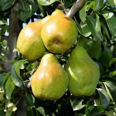 Novembra körtefa szabadgyökerű