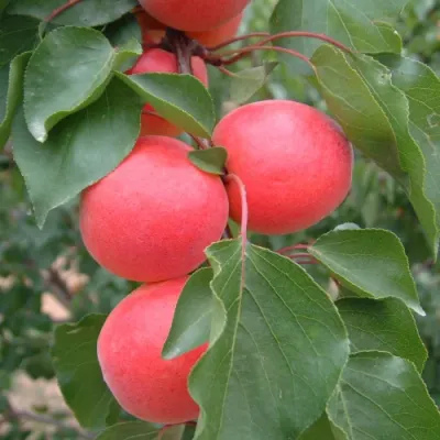 Bergarouge kései kajszibarack