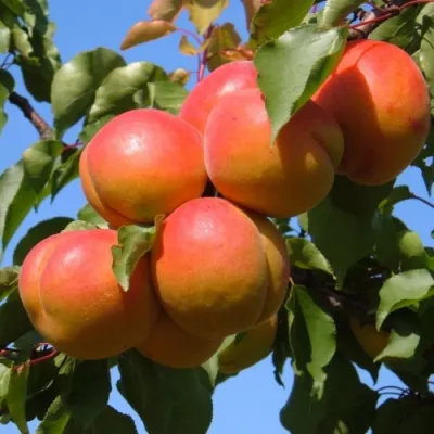 Bergeval kajszibarackfa szabadgyökerű