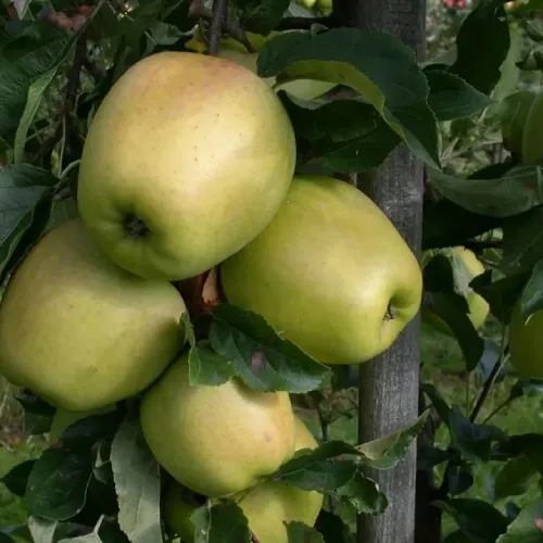 Téli Fehér Kálvil almafa