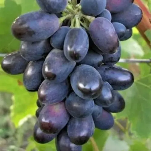 Csaba királyfi csemegeszőlő Csaba királyfi csemegeszőlő