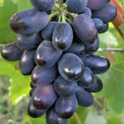 Csaba királyfi csemegeszőlő Csaba királyfi csemegeszőlő