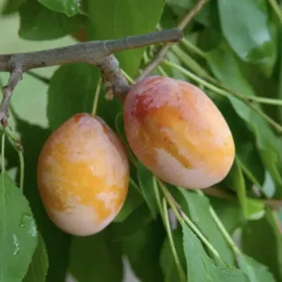 Tipala sárga szilva szabadgyökerű